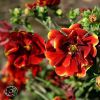 Potentilla Arc En Ciel